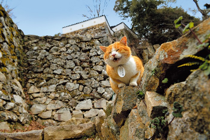 左の石垣の上は初めて城に現れた三の丸。今や城全体がわが家、わが庭