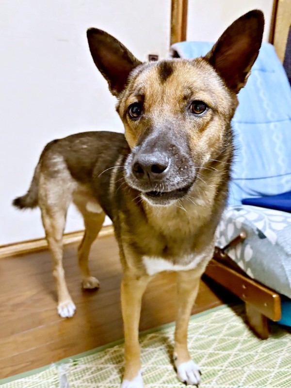 優しげな表情が素敵なばつ丸くん（画像提供：あやさん）