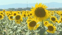 まるで黄色い海　風そよぐ道の駅のヒマワリ畑　岡山・笠岡市