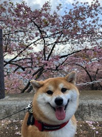 笑顔のココちゃん