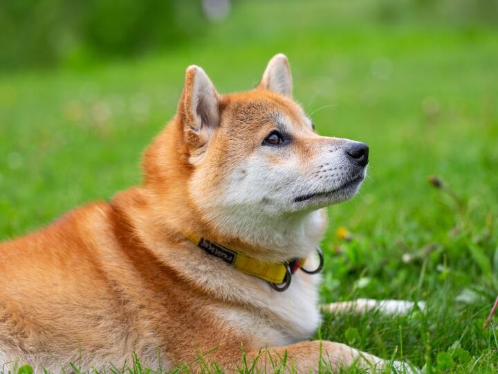 実はエネルギーのかたまり 私 今日も前向きにうじうじ虫してます かがみよかがみ