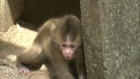 約4年ぶりにニホンザルの赤ちゃんも　渋川動物公園で令和ベビーの動物が誕生　岡山・玉野市