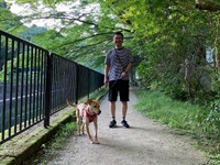 ご近所は環境抜群！お父さんとの散歩で尻尾が上がることも