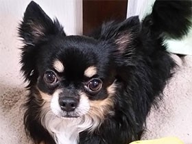 いつもお利口さんにお留守番　チワワの「ニコラス」