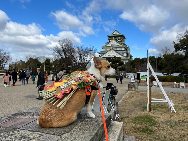 しめ縄を背負った閣下