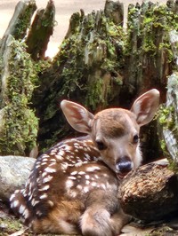 今日も子ジカがまってます（「奈良ならでは」さん提供）