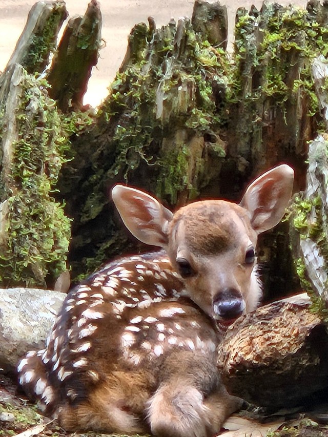 今日も子ジカがまってます（「奈良ならでは」さん提供）