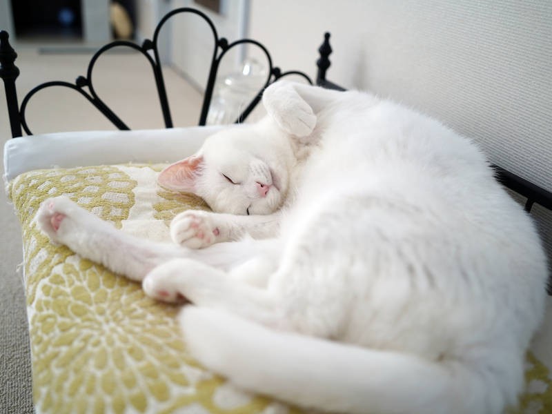 ノーブルなベッドがよくお似合いの珊瑚ちゃん（sangorukaさん提供）