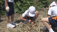 小学生がタマネギの収穫を体験