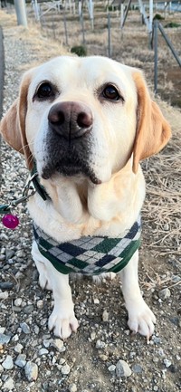 もともと捨て犬だったという狛子ちゃん（提供：ありんこりんこさん）