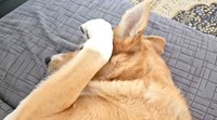 前足で顔をちょいちょいして「もっと撫でていいよ」と合図する幸子ちゃん＝画像提供：幸子（こうこ）さん