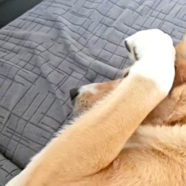 前足で顔をちょいちょいして「もっと撫でていいよ」と合図する幸子ちゃん＝画像提供：幸子（こうこ）さん