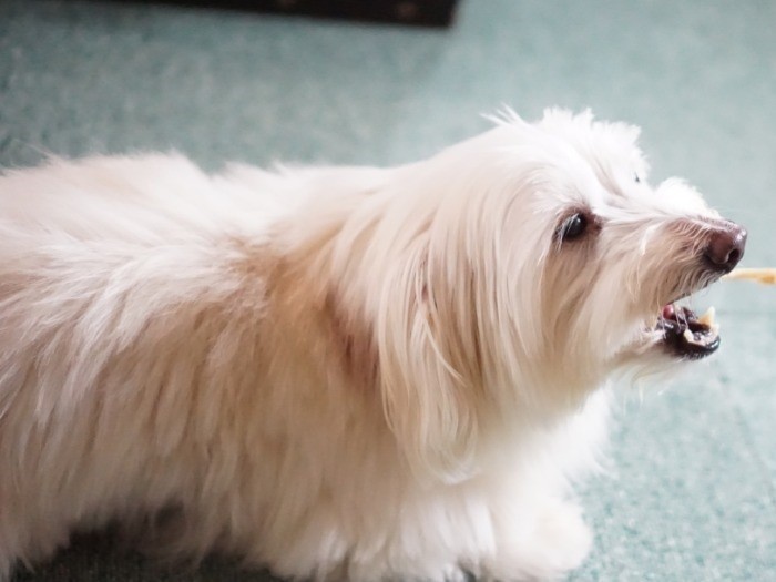 足が擦れないよう室内ではマットを敷いている「おやつ欲しくてまっしぐら」跳ぶように歩いていたにじ色