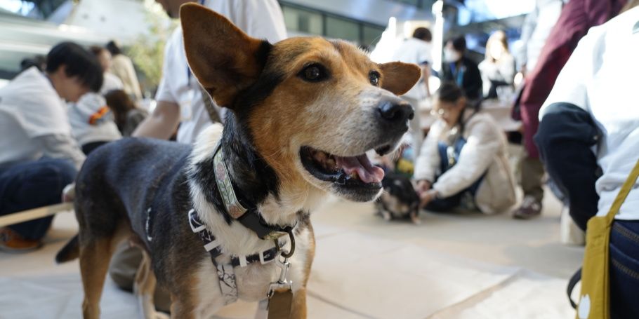 保護犬猫たちと触れ合った譲渡会場