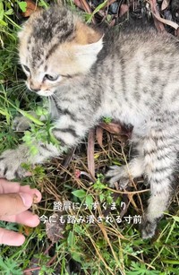 路肩に左後ろ足から血を流し、鳴いている小さな子猫がいた（「迷い猫てんちゃん┃Ten」さん提供、Instagramよりキャプチャ撮影）