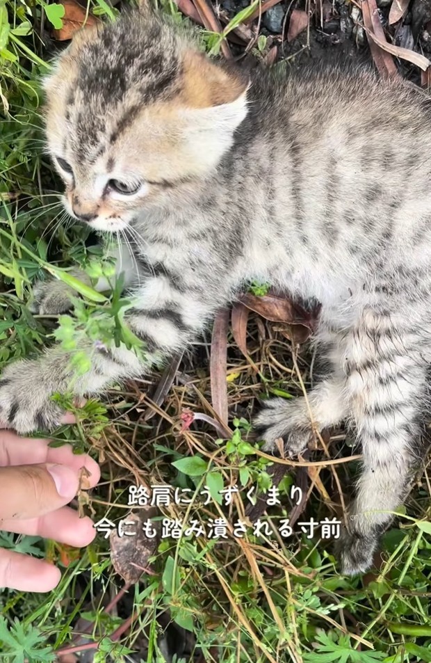 路肩に左後ろ足から血を流し、鳴いている小さな子猫がいた（「迷い猫てんちゃん┃Ten」さん提供、Instagramよりキャプチャ撮影）