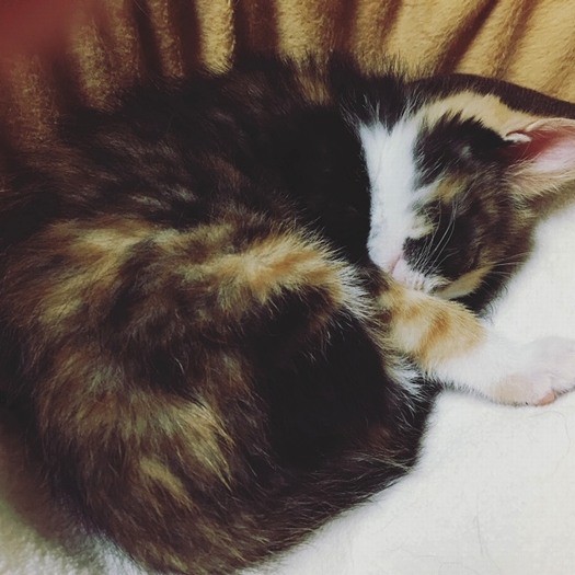 すやすやタイム