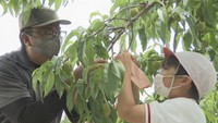 モモの袋掛けを体験（山陽小学校　赤磐市上市）