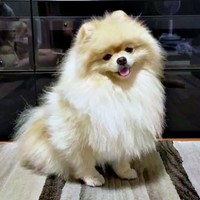 母犬・とろろちゃん（画像提供：ポメラニアンのとろろさん）
