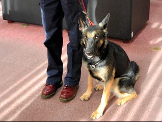 警察犬うららちゃん、不明の女性発見で感謝状