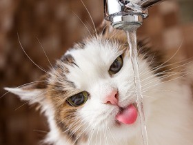 猫はなぜ水道の蛇口から水を飲みたがるの？　猫の興味を引く訳