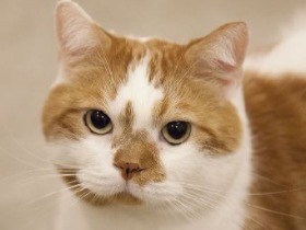 初めての猫がインスタでスターに　「どんこ」の飼い主の変化