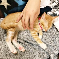 2017年12月3日、お迎え初日、膝上で眠るちいちゃん（画像提供：ちいちいうるうるさん／X）