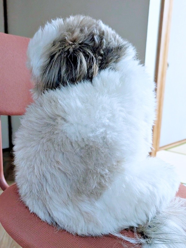 「これで犬は無理がある」 飼い主さんも納得の猫っぽさが際立つズシくん（画像提供：シーズーのズシさん）