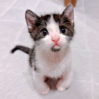 キトンブルーの瞳が愛らしいこはるちゃん（画像提供：T&A&Fさん）