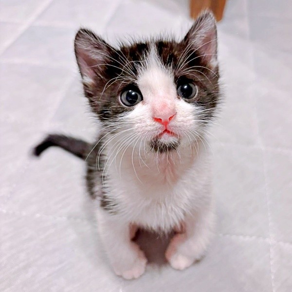 キトンブルーの瞳が愛らしいこはるちゃん（画像提供：T&A&Fさん）