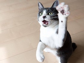 ２０２０いいパンチで賞　保護猫「えぼる」