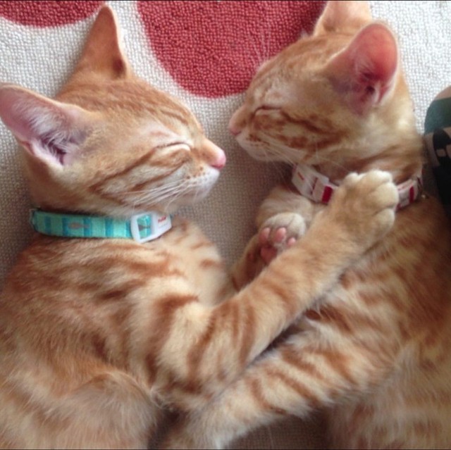 子猫の頃のみよしちゃん（左）、なみちゃん（右）