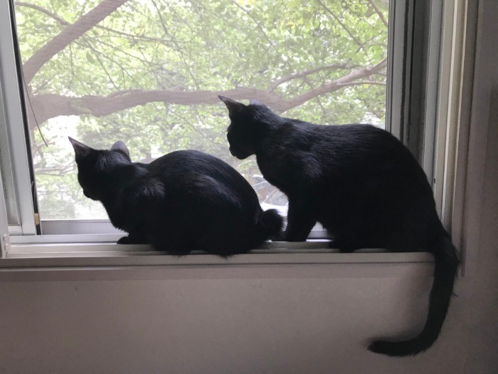 左がフェスター、右がゴメズ