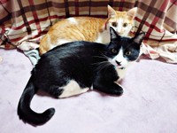 本当の兄妹のように仲良し。（手前）篤くん、（奥）美晴ちゃん（画像提供：Atsusi_Miharuさん）