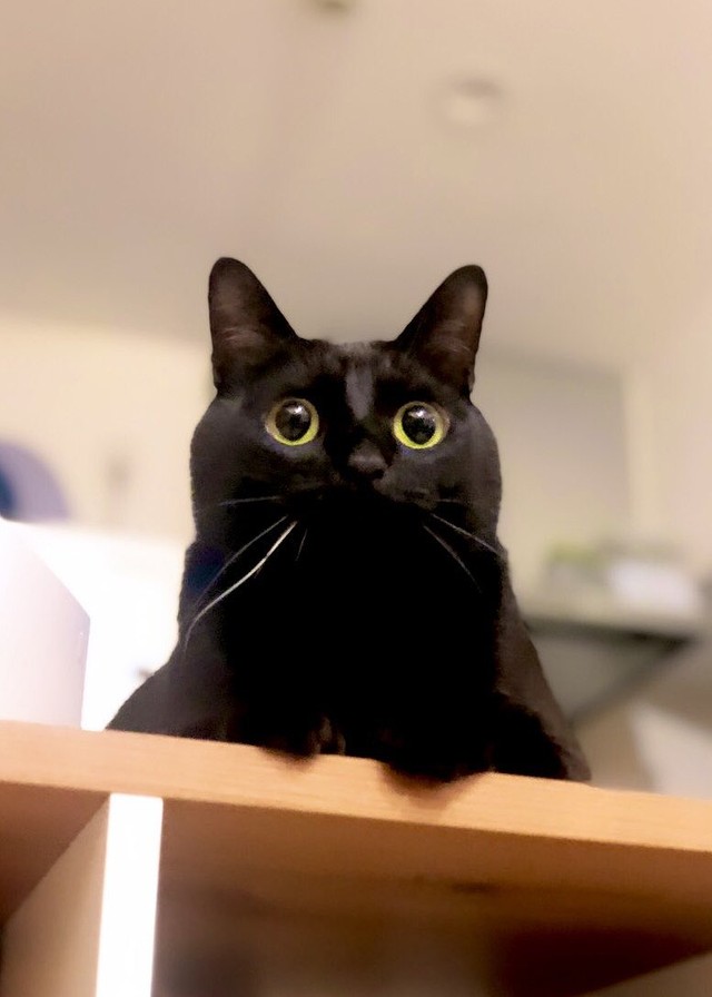 右側の口の横に１本だけある白いヒゲがチャームポイント（画像提供／黒猫のこねろくさん）