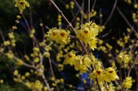 岡山市の半田山植物園　真冬に香気漂わせるロウバイの花が見ごろ