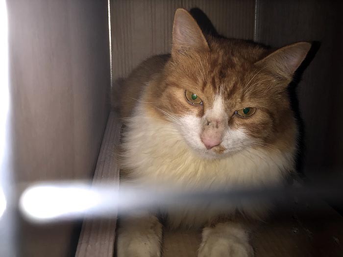 あまりにやつれ、依頼主から「この子じゃない」と言われた「ギャルソン」（第２章）