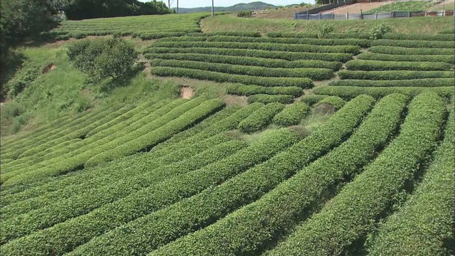 茶畑　2018年撮影