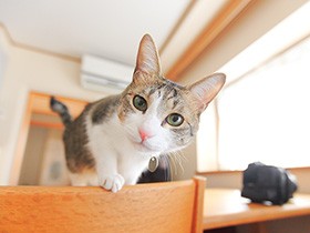 大病を克服した保護猫「ばくてん」、犬と同居を始め「犬化」