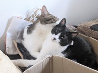 チビくん（手前）が大きくなっても、ルンルンくん（奥）はお世話を焼きたい！ルンルンくんの中ではずっと子猫なのかな？