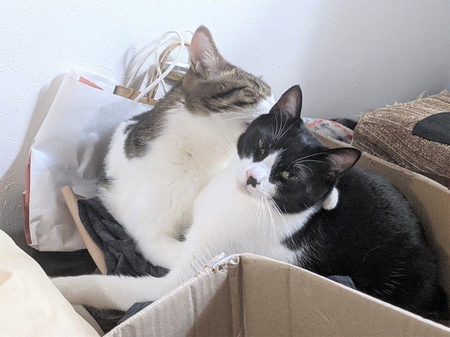 チビくん（手前）が大きくなっても、ルンルンくん（奥）はお世話を焼きたい！ルンルンくんの中ではずっと子猫なのかな？