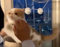 あっ…（動画からキャプチャー／提供：エキゾのきなこさん。）