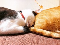 せんべーちゃんのお尻に埋没