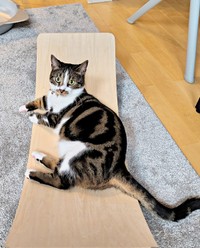 「そっくりすぎ！」しじみくんの“しんにょうショット”（画像提供：すずきさん）