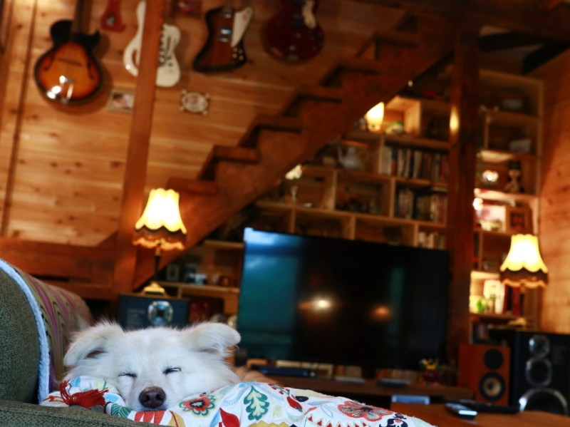 遊んだ後はぐっすり昼寝するの図