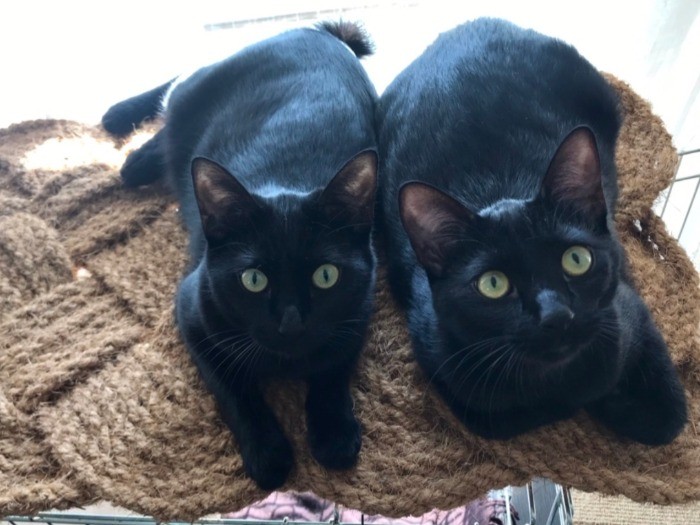 おもちゃを見つめるゴメズとフェスター