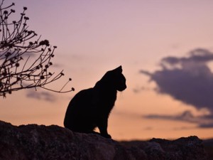 トラウマだった猫と触れ合い振り返る1年。失ってばかりじゃなかった