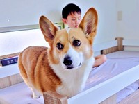 弟と添い寝の準備をするどんちゃん（画像提供：むへむへさん）