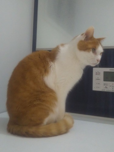 お風呂場までストーキングする梵。何をするでもなく、ただあたたかいお風呂のふたの上で、私が出るまでお付き合い。持ち込んだスマホで撮影しましたが、湯気でぼやけてますね…