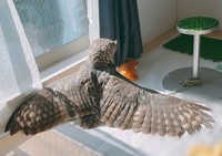 全身全霊日光浴！ アルタイルちゃんの美しい翼にうっとり♡（画像提供：アフワシのアルタイルさん） 